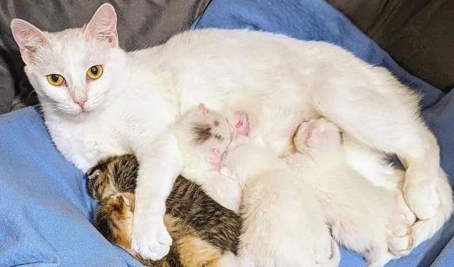 机智勇敢的猫妈妈，一次碰瓷就给自己和两窝小猫赢得了新生