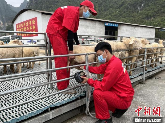 图为养殖基地工作人员在给母羊做b超. 王易 摄