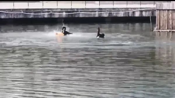 晚上室外游泳会黑吗 9529-26e62645d9bd5b3c4f985b93b52b6a49.jpg