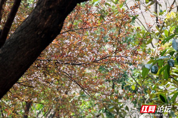 枝上李花与檐角相映成趣,东方美学的典雅意境你get到了吗?休闲区蓝鸢梦想 - Www.slyday.coM 枝上李花与檐角相映成趣,东方美学的典雅意境你get到了吗?休闲区蓝鸢梦想 - Www.slyday.coM