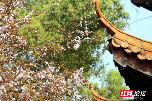 枝上李花与檐角相映成趣,东方美学的典雅意境你get到了吗?休闲区蓝鸢梦想 - Www.slyday.coM 枝上李花与檐角相映成趣,东方美学的典雅意境你get到了吗?休闲区蓝鸢梦想 - Www.slyday.coM