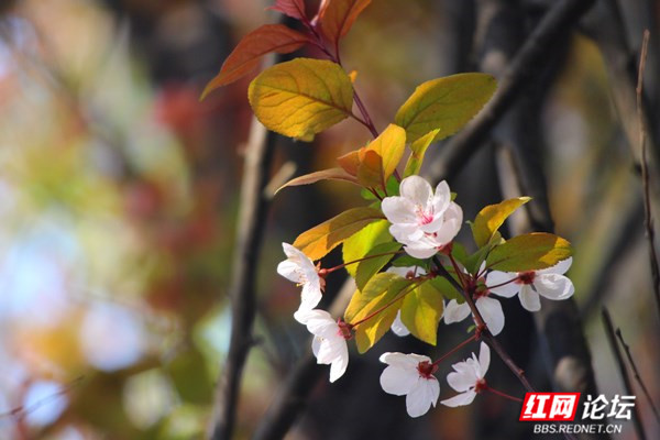 枝上李花与檐角相映成趣,东方美学的典雅意境你get到了吗?休闲区蓝鸢梦想 - Www.slyday.coM 枝上李花与檐角相映成趣,东方美学的典雅意境你get到了吗?休闲区蓝鸢梦想 - Www.slyday.coM