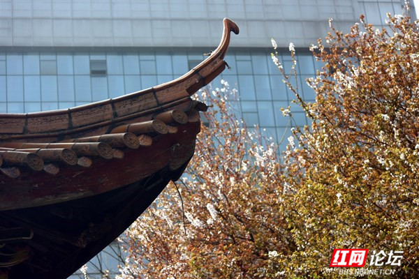 枝上李花与檐角相映成趣,东方美学的典雅意境你get到了吗?休闲区蓝鸢梦想 - Www.slyday.coM 枝上李花与檐角相映成趣,东方美学的典雅意境你get到了吗?休闲区蓝鸢梦想 - Www.slyday.coM