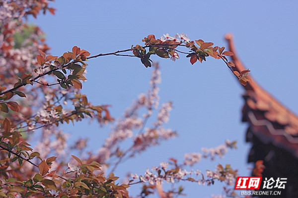 枝上李花与檐角相映成趣,东方美学的典雅意境你get到了吗?休闲区蓝鸢梦想 - Www.slyday.coM 枝上李花与檐角相映成趣,东方美学的典雅意境你get到了吗?休闲区蓝鸢梦想 - Www.slyday.coM