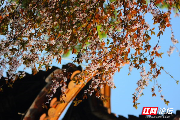 枝上李花与檐角相映成趣,东方美学的典雅意境你get到了吗?休闲区蓝鸢梦想 - Www.slyday.coM 枝上李花与檐角相映成趣,东方美学的典雅意境你get到了吗?休闲区蓝鸢梦想 - Www.slyday.coM