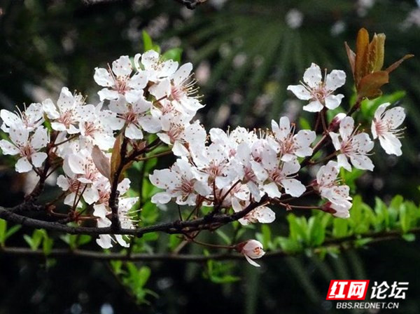 枝上李花与檐角相映成趣,东方美学的典雅意境你get到了吗?休闲区蓝鸢梦想 - Www.slyday.coM 枝上李花与檐角相映成趣,东方美学的典雅意境你get到了吗?休闲区蓝鸢梦想 - Www.slyday.coM