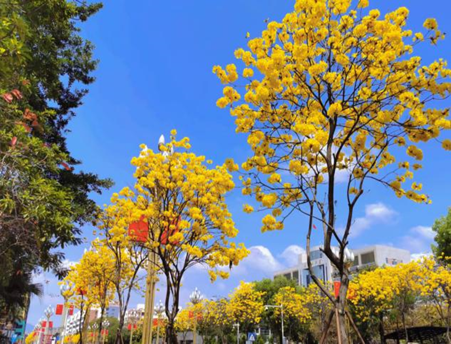 “供”战疫情!“慢生活”下的光明街道 “两新”企业快节奏抗疫故事休闲区蓝鸢梦想 - Www.slyday.coM “供”战疫情!“慢生活”下的光明街道 “两新”企业快节奏抗疫故事休闲区蓝鸢梦想 - Www.slyday.coM