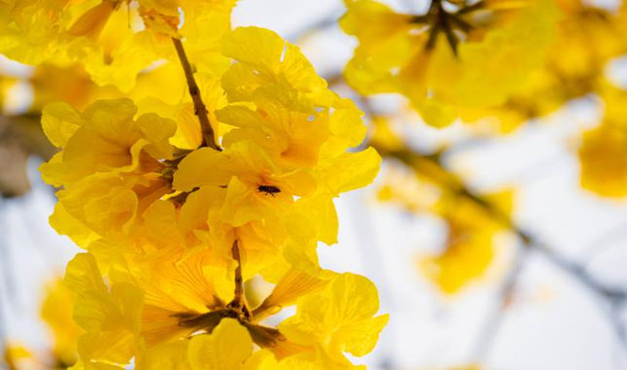 “供”战疫情!“慢生活”下的光明街道 “两新”企业快节奏抗疫故事休闲区蓝鸢梦想 - Www.slyday.coM “供”战疫情!“慢生活”下的光明街道 “两新”企业快节奏抗疫故事休闲区蓝鸢梦想 - Www.slyday.coM