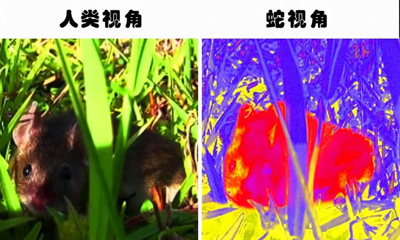 蛇真的会记仇？<a href=