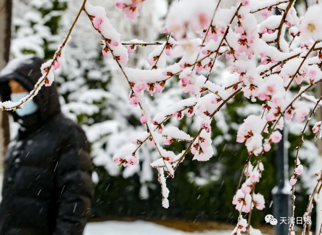 当桃花遇上雪花太美