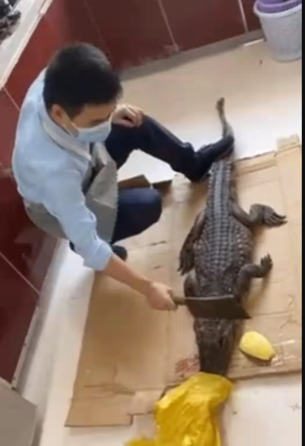 所售鳄鱼被砍后复活?盒马回应:已处理内脏,不存在复活可能休闲区蓝鸢梦想 - Www.slyday.coM 所售鳄鱼被砍后复活?盒马回应:已处理内脏,不存在复活可能休闲区蓝鸢梦想 - Www.slyday.coM