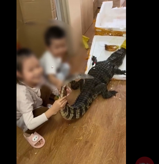 盒马鲜生回应售卖活鳄鱼 :都经过解剖,不存在冬眠、复活的可能休闲区蓝鸢梦想 - Www.slyday.coM 盒马鲜生回应售卖活鳄鱼 :都经过解剖,不存在冬眠、复活的可能休闲区蓝鸢梦想 - Www.slyday.coM