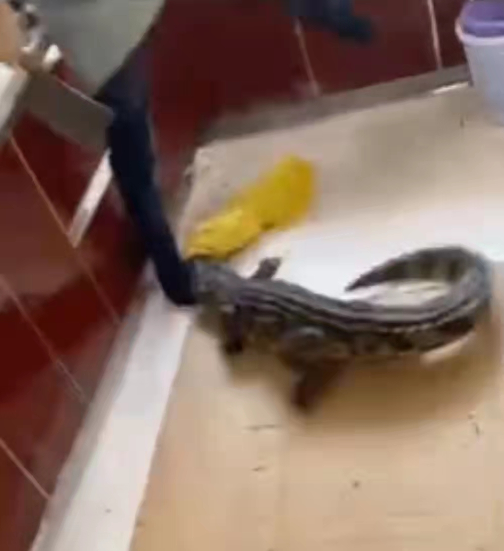 所售鳄鱼被砍后复活?盒马回应:已处理内脏,不存在复活可能休闲区蓝鸢梦想 - Www.slyday.coM 所售鳄鱼被砍后复活?盒马回应:已处理内脏,不存在复活可能休闲区蓝鸢梦想 - Www.slyday.coM