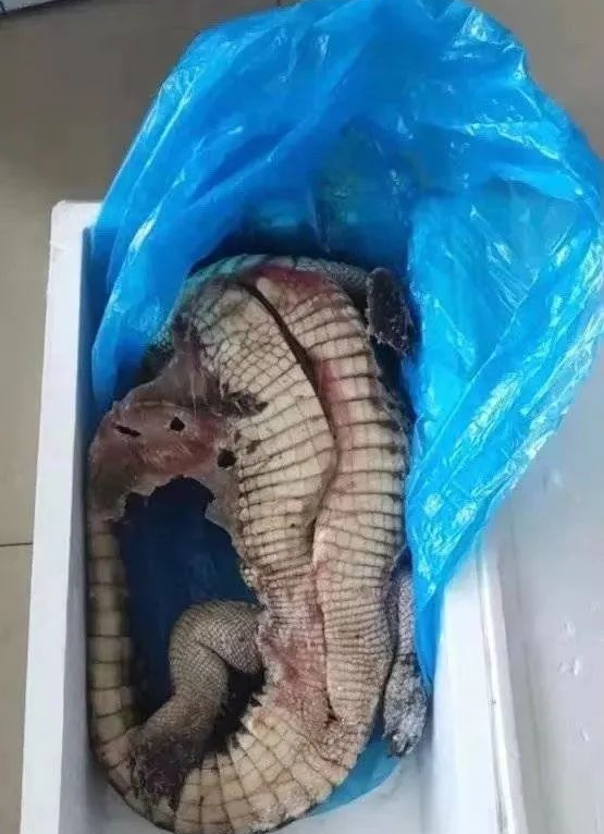 鳄鱼被砍后复活了?盒马回应!休闲区蓝鸢梦想 - Www.slyday.coM 鳄鱼被砍后复活了?盒马回应!休闲区蓝鸢梦想 - Www.slyday.coM