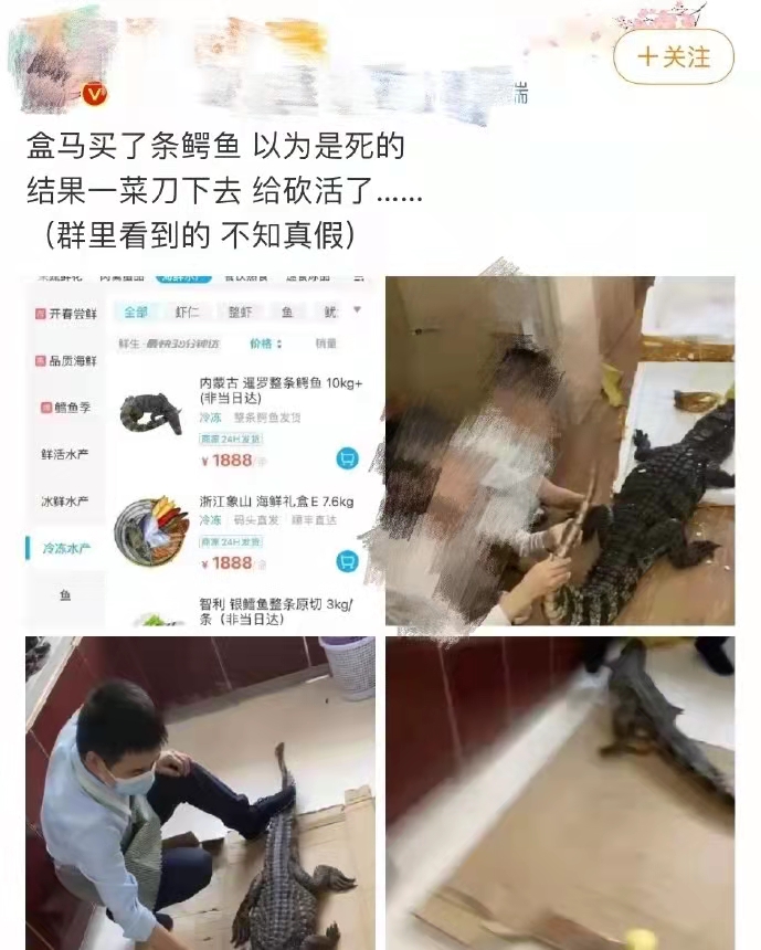 所售鳄鱼被砍后复活?盒马回应:已处理内脏,不存在复活可能休闲区蓝鸢梦想 - Www.slyday.coM 所售鳄鱼被砍后复活?盒马回应:已处理内脏,不存在复活可能休闲区蓝鸢梦想 - Www.slyday.coM