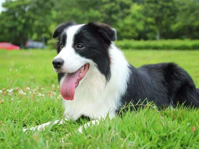 智商与颜值通通在线的边境牧羊犬，为什么很少人养？11