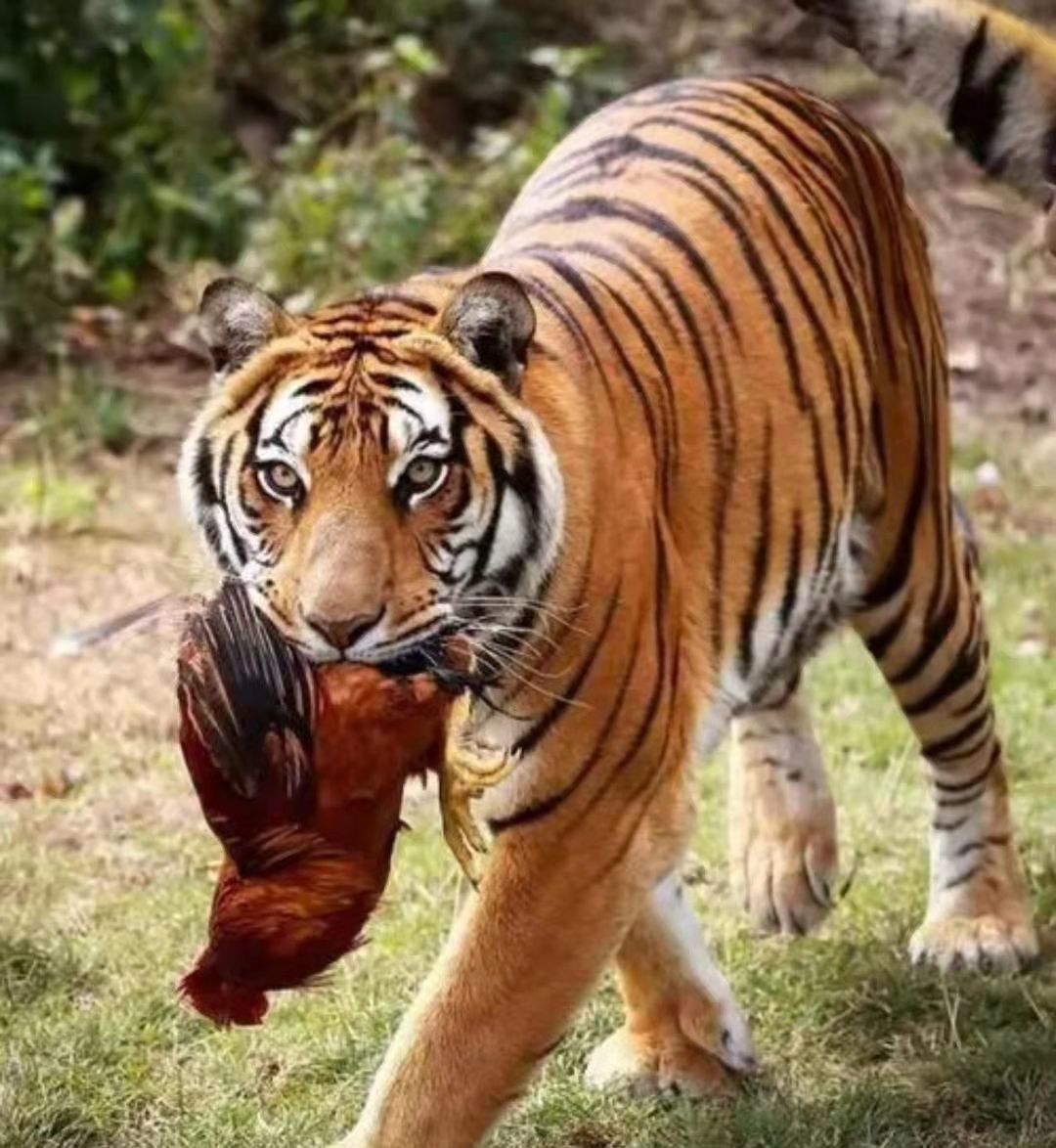 最后184只华南虎，为何举国之力都无法增加?...