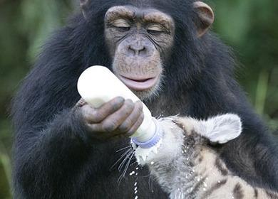 黑猩猩当起小老虎的妈妈时还是有模有样的，都是满满的母爱呀