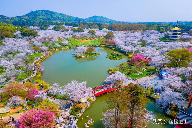 武汉东湖樱花园,此时樱花盛开,如梦似幻,让我们赴一场繁华盛宴休闲区蓝鸢梦想 - Www.slyday.coM 武汉东湖樱花园,此时樱花盛开,如梦似幻,让我们赴一场繁华盛宴休闲区蓝鸢梦想 - Www.slyday.coM