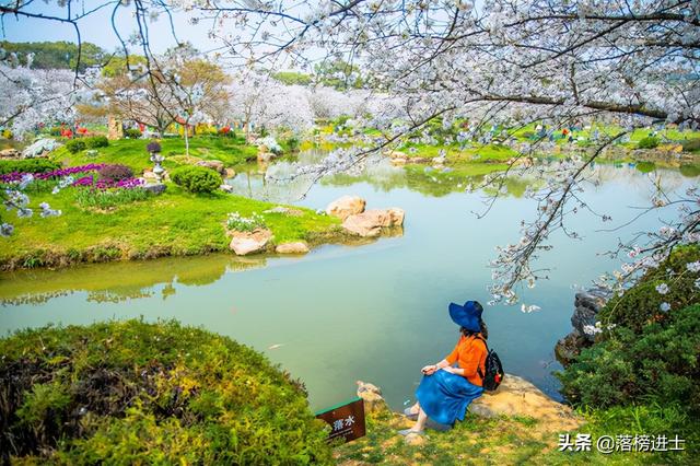 武汉东湖樱花园,此时樱花盛开,如梦似幻,让我们赴一场繁华盛宴休闲区蓝鸢梦想 - Www.slyday.coM 武汉东湖樱花园,此时樱花盛开,如梦似幻,让我们赴一场繁华盛宴休闲区蓝鸢梦想 - Www.slyday.coM
