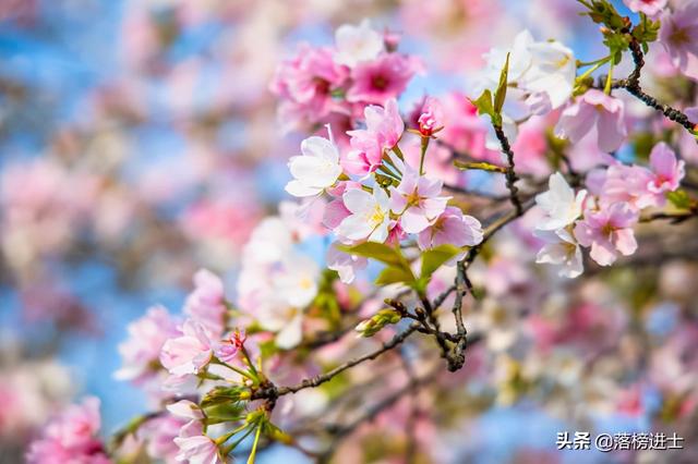 武汉东湖樱花园,此时樱花盛开,如梦似幻,让我们赴一场繁华盛宴休闲区蓝鸢梦想 - Www.slyday.coM 武汉东湖樱花园,此时樱花盛开,如梦似幻,让我们赴一场繁华盛宴休闲区蓝鸢梦想 - Www.slyday.coM