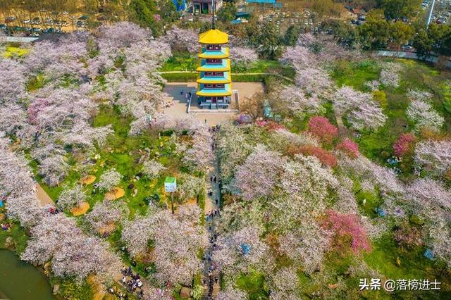武汉东湖樱花园,此时樱花盛开,如梦似幻,让我们赴一场繁华盛宴休闲区蓝鸢梦想 - Www.slyday.coM 武汉东湖樱花园,此时樱花盛开,如梦似幻,让我们赴一场繁华盛宴休闲区蓝鸢梦想 - Www.slyday.coM