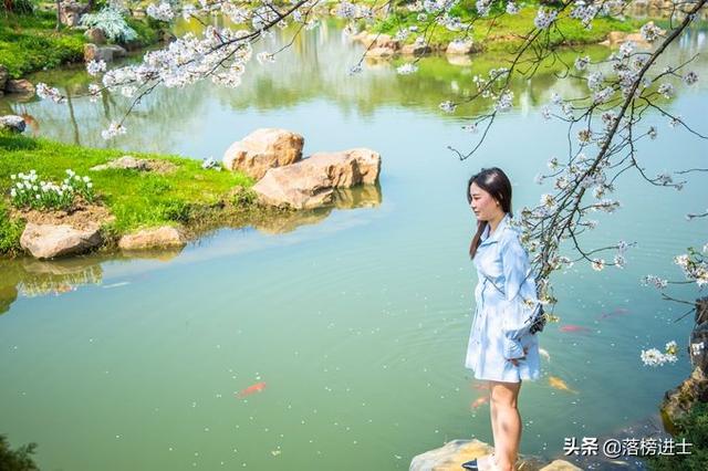 武汉东湖樱花园,此时樱花盛开,如梦似幻,让我们赴一场繁华盛宴休闲区蓝鸢梦想 - Www.slyday.coM 武汉东湖樱花园,此时樱花盛开,如梦似幻,让我们赴一场繁华盛宴休闲区蓝鸢梦想 - Www.slyday.coM