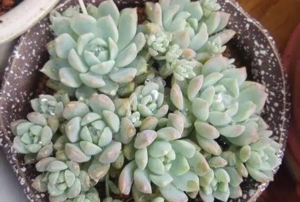 多肉种类及名字 d60a-a679f1c13b6bca018d5062dedd2f6b10.jpg