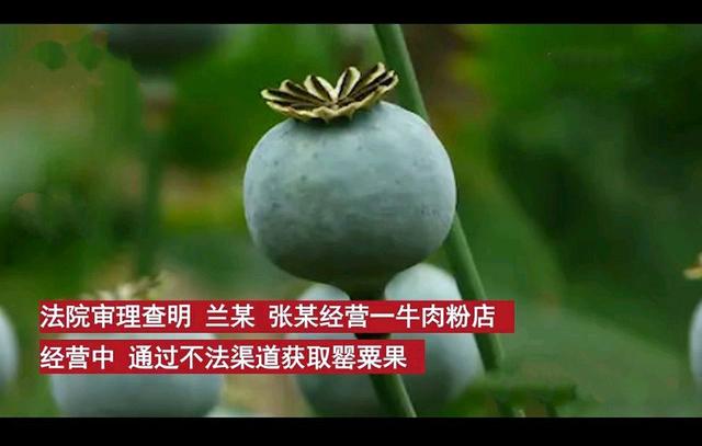 贵州一夫妻往牛肉粉中放罂粟提味获刑,那些你不吃就觉得想的小吃休闲区蓝鸢梦想 - Www.slyday.coM 贵州一夫妻往牛肉粉中放罂粟提味获刑,那些你不吃就觉得想的小吃休闲区蓝鸢梦想 - Www.slyday.coM