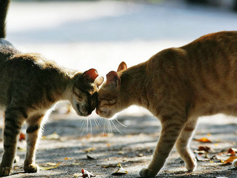 为什么猫会互相碰鼻子？原来有这5个含义，了解的人不多