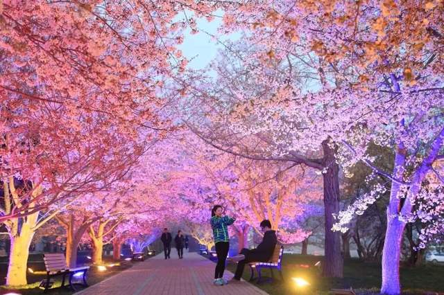 大连高新园区龙塘镇官房村北花期:4月初至5月10 贵州 · 安顺平坝樱花