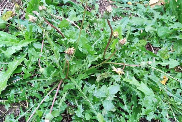 可以食用的草本植物 e35c-d4052bb3233da221e7c9e2f555c30e66.jpg