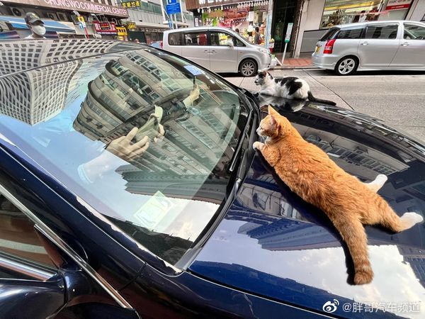 这咋的，不给个小鱼干当停车费还不让走了呢