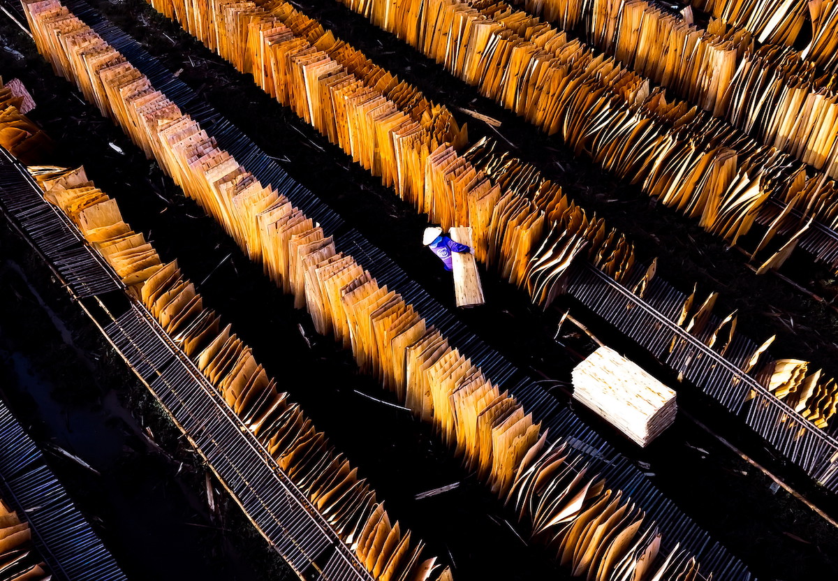 越南永福,工人們把膠合板放在架子上進行晾曬。在這個小型生產工廠中,這些板材被浸泡在水中,以便切割。這些厚度在0.3至0.6毫米的板材進行粘合,形成最終的膠合板。這些膠合板將被出口至亞洲市場。