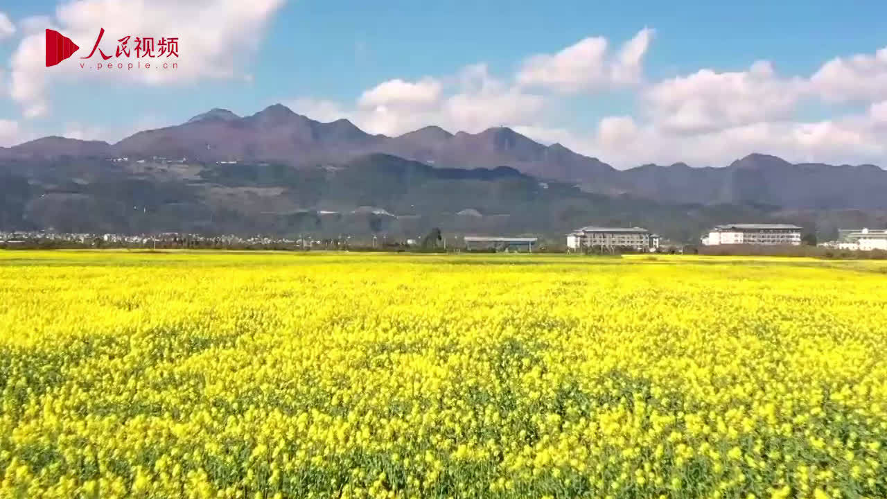 云南罗平百万亩油菜花开正盛 雾里看花别样景