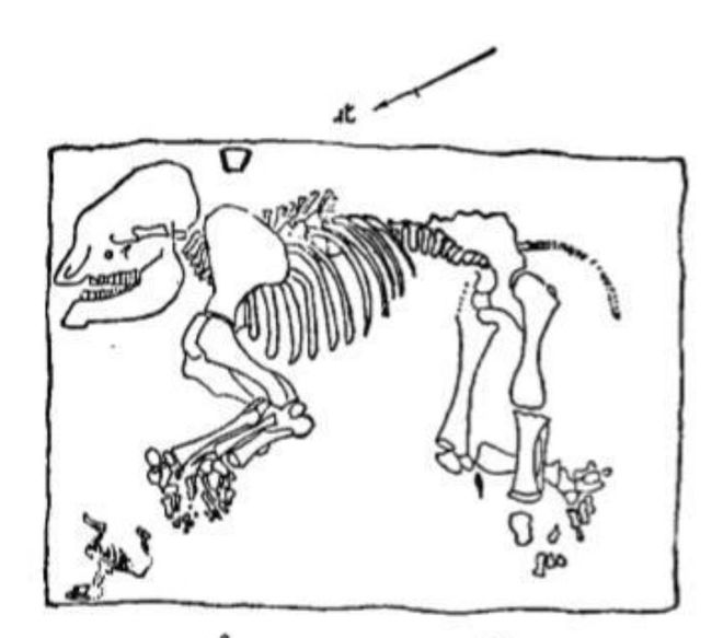 方舟子：中国古代没大象，所以“象棋”起源于<a href=