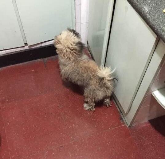 走丢一年的狗狗突然回家，屋子已经换了主人，狗狗在门口不知所措