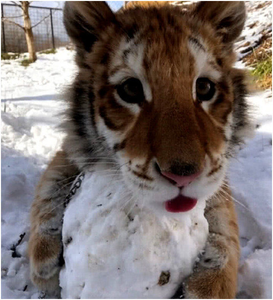 小老虎第一次见到雪表情萌翻众人网友真的不是猫吗