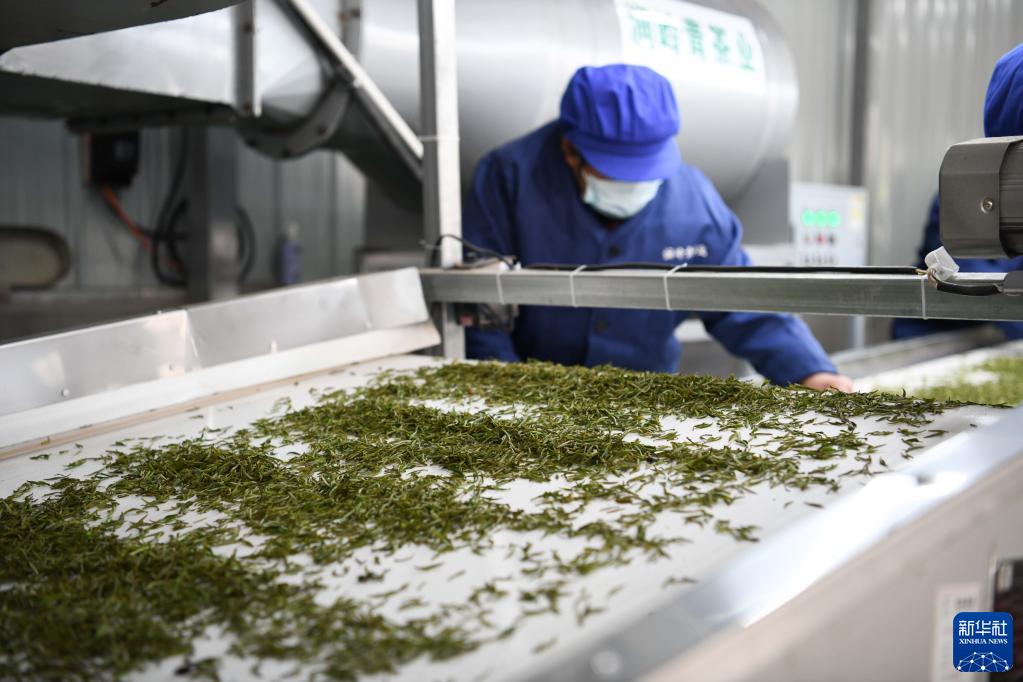 新华全媒+丨用奋斗砌出来的茶园长啥样?休闲区蓝鸢梦想 - Www.slyday.coM 新华全媒+丨用奋斗砌出来的茶园长啥样?休闲区蓝鸢梦想 - Www.slyday.coM