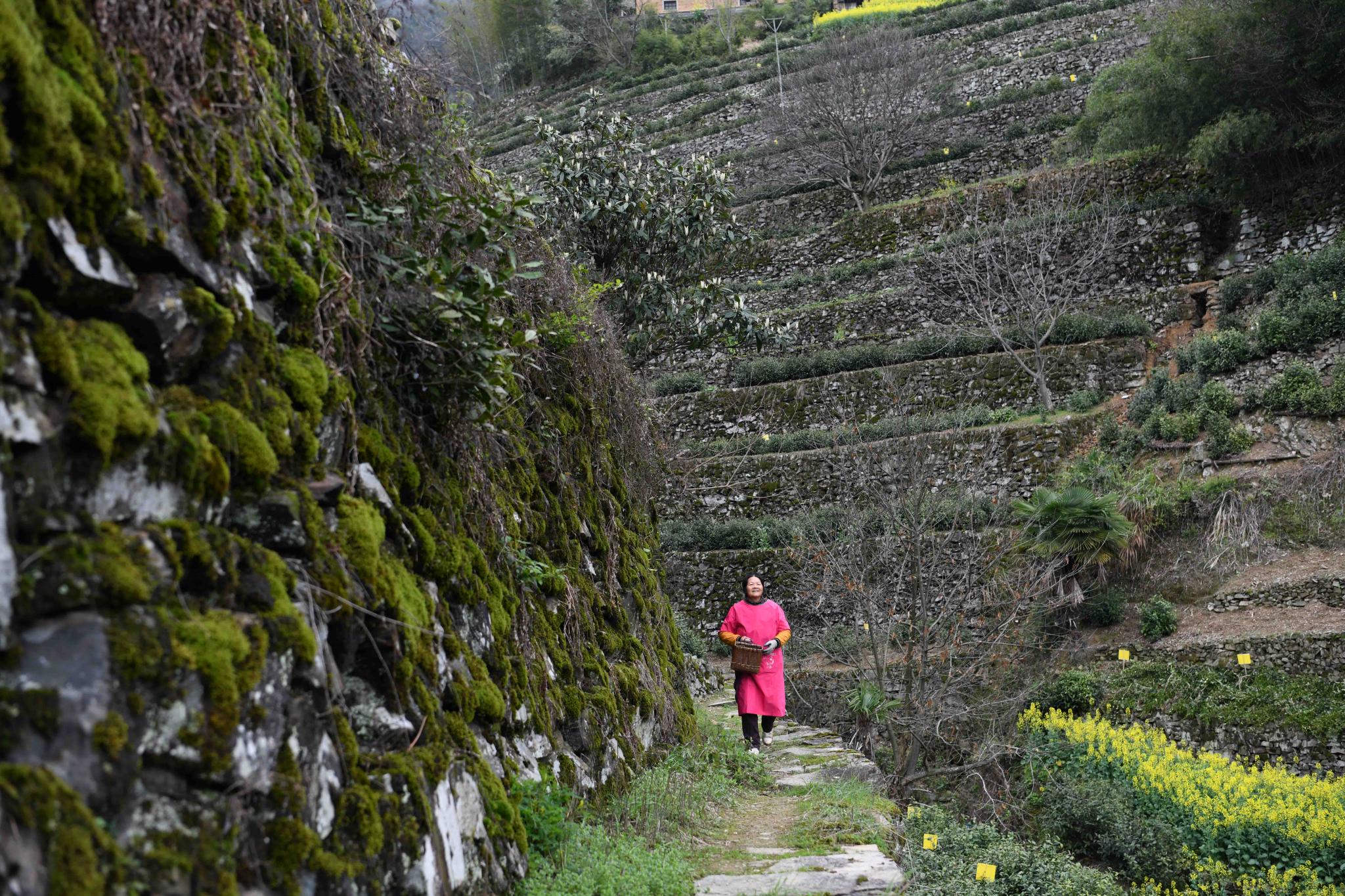 用奋斗砌出来的茶园长啥样?休闲区蓝鸢梦想 - Www.slyday.coM 用奋斗砌出来的茶园长啥样?休闲区蓝鸢梦想 - Www.slyday.coM