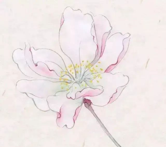 书画联盟丨工笔海棠花的画法