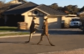 澳洲两只袋鼠光天化日在大街上斗殴……