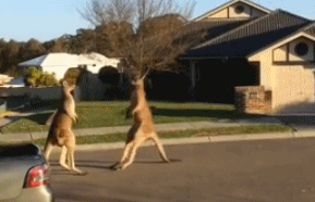 澳洲两只袋鼠光天化日在大街上斗殴……