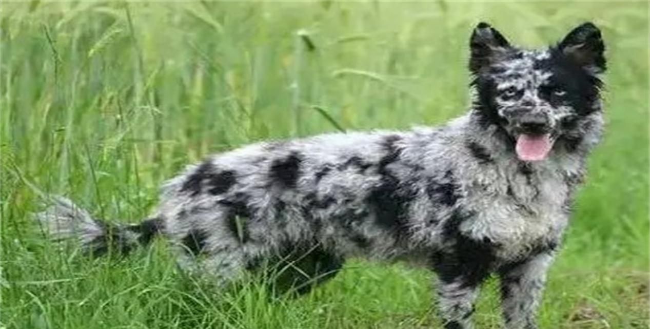 越来越离谱！继猫咪之后，西方又制裁<a href=