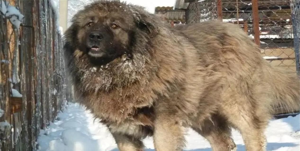 越来越离谱！继猫咪之后，西方又制裁<a href=