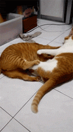 越南一网友家的3只猫咪，橘猫，橘白猫，狸花猫的日常……