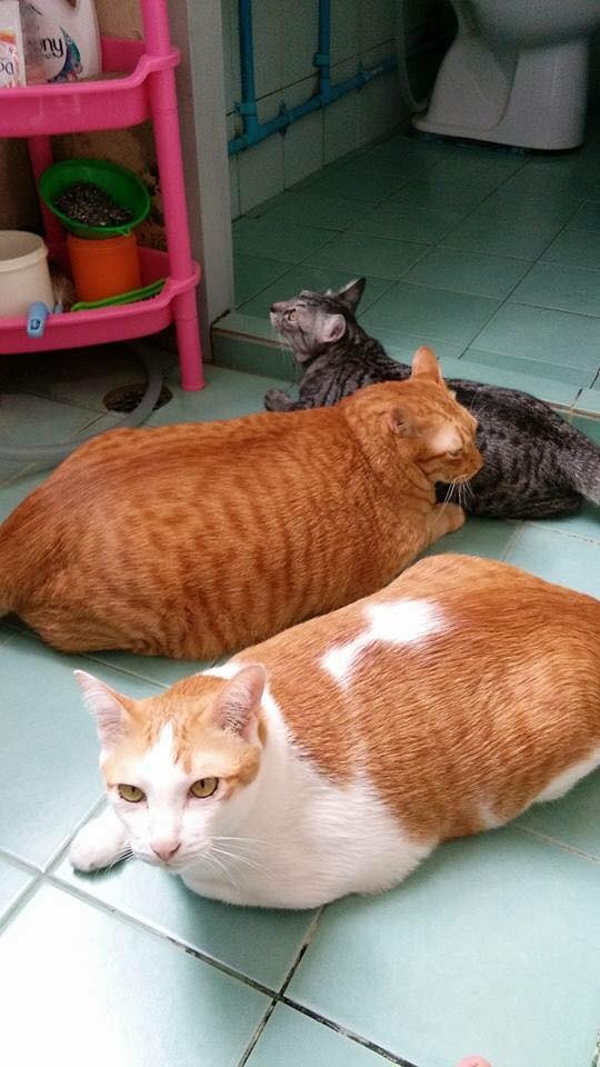 越南一网友家的3只猫咪，橘猫，橘白猫，狸花猫的日常……