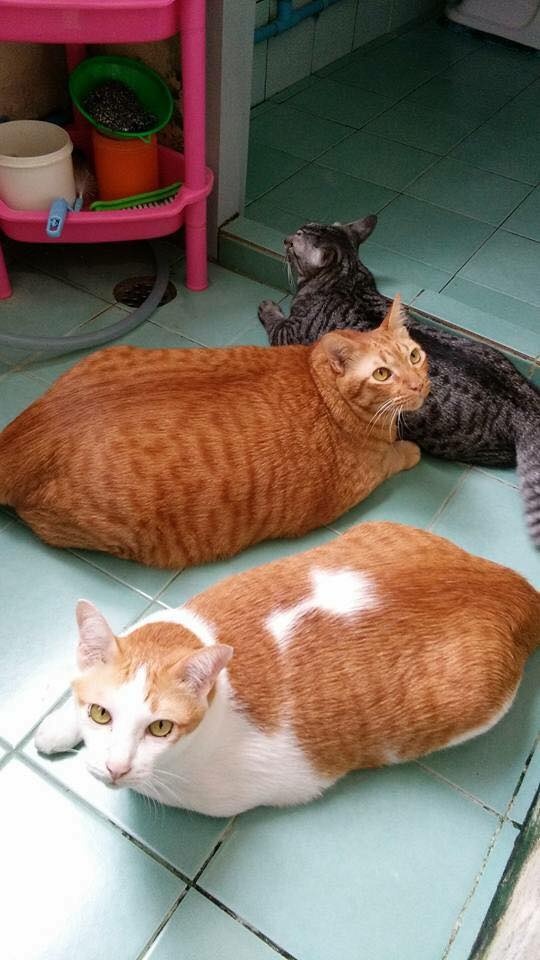 越南一网友家的3只猫咪，橘猫，橘白猫，狸花猫的日常……
