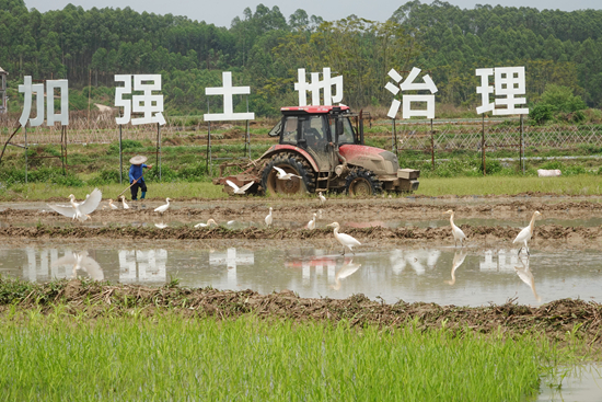 3月25日,在广西南宁市西乡塘区石埠街道老口村,农民在稻田间劳作。随着天气回暖,各地农民抢抓农时进行生产,大江南北一派春日农忙景象。喻湘泉/摄(新华社发)