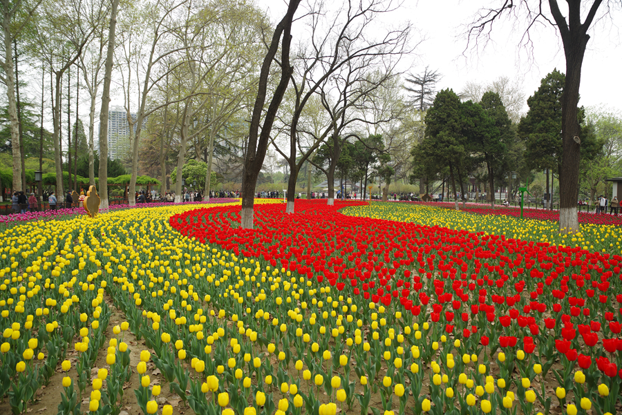 西安兴庆公园郁金香绽放五彩缤纷的花朵给公园平添了一道靓丽风景